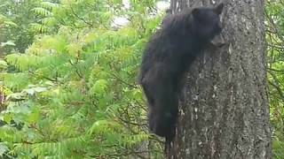 2011 orphaned bear, Canada