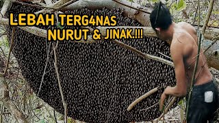 Di Luar Nalar Manusia!! Lebah sebesar ini nurut dan bisa di Jinakan#panen#lebah#madu#hutan#alamliar