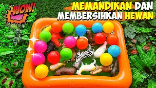 Memandikan dan Membersihkan Hewan Sapi, Kuda, Domba, Onta, Beruang,  Kambing, Kerbau, Macan Tutul