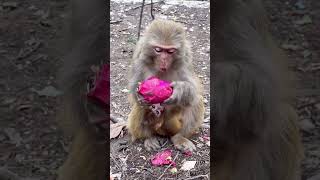 बंदर ने सारा फल खा लिया 😯 #shorts #viral #monkey #shortsviral