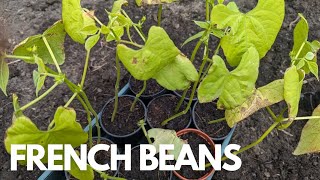 Planting French Beans