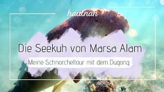 Seekuh in Marsa Alam – Marsa Mubarak, Ägypten – spektakuläre Begegnung