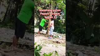 Akhirnya Tumbang Pohon Pepaya keramat nya #angker #pohon #menebang #fypシ゚viral #masukberanda #pyf