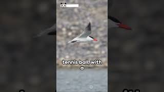 Common Terns vs Little Terns