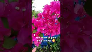 Pink Bougainvillea #shorts #asmr #viralvideo #bougainvillea #pink #yputubeshorts #youtubefeed #fyp