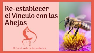 🐝Re-establecer el Vinculo con las ABEJAS 🐝