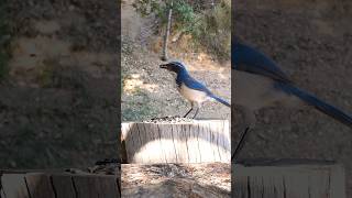 California Scrub-Jay 🐦Woodpile Seed Grab #californiascrubjay