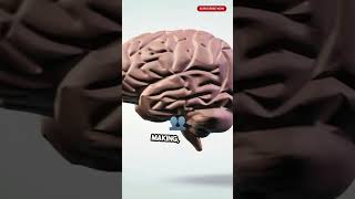 Unraveling the Male vs. Female Brain: What's the Difference?#MaleVsFemaleBrain, #BrainDifferences,