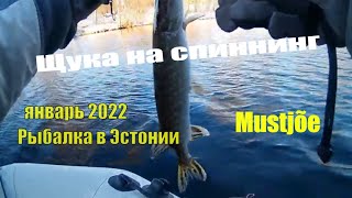 Щука на спиннинг  январь 2022 . Рыбалка в Эстонии .