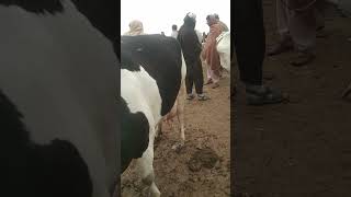 Friesian Cow with calf|| Pakistan Cattle Market updates #viral #shorts #trending  #livestockpakistan