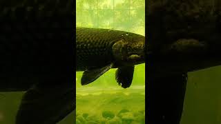 Ikan Aligator