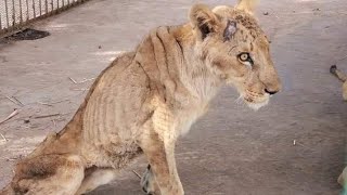 Heartbreaking. The remaining four lions need to be saved NOW! Sudan Zoo.