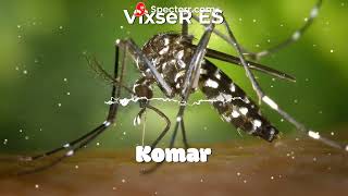 VixseR ES  - Komar (Original Mix)