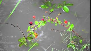 Raspberries in the Rain DSC 0752