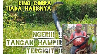 Mencari King Cobra Raksasa !! King Cobra ini galak lincah dan gesit !!