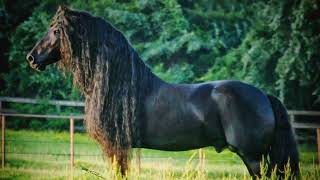 Beautiful Friesian Horses