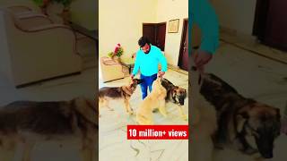 #doglover #dog #lovestatus #lovesong #video #viral #shorts #shortvideo #@SubhamSinghRathore0