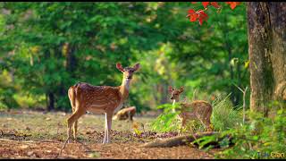 Maldives open for indians 15th July 
#travel # YouTube