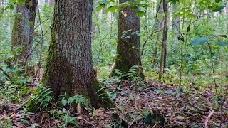 Magic forest. Live sounds of nature 3 hours. White noise for relax, nervous system restoration.