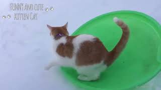 HAPPY Cats 😺 vs Snow   Cute Cat doing Funny 😸 things in Snow   Funny Cat videos 2019