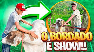 COMECEI DOMAR O MEU NOVO BOI| ELE É SHOW