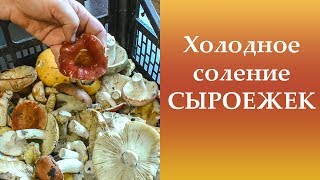 Холодное соление СЫРОЕЖЕК. Подробный рассказ.