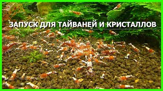 запуск аквариума для кристаллов и тайваней