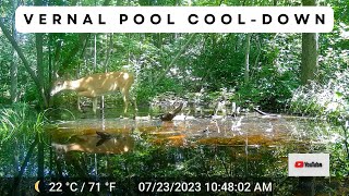 Whitetail Deer Wades in Vernal Pool | Trail Cam Video