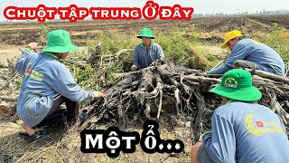 PHÁT HIỆN CHUỘT Ở TẬP TRUNG TRONG GỐC CÂY KHÔ • MOUSE | Bông Lúa Đồng Tháp