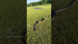 A Snake While Playing Baseball