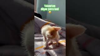 Yalanırken düşen yavru kedi #catlover #keşfet #cat #sokakkedisi #fyp