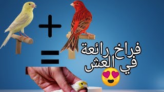 أنواع و طفرات الكناري التي يمكن أن تتزاوج مع بعضها مع ذكر ناتج التزاوج بين هاته الأنواع