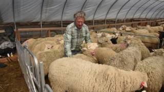 Leyden Glen Farm Sheep Shearing