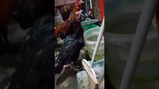 Ayam lagi minum