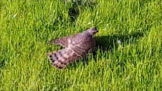 Sparrowhawk