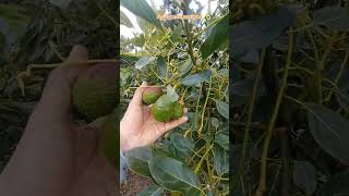 Cómo tener abundante aguacate #aguacate #agriculture #aguacatelover #frutos #fruit