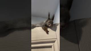 Где хочу - там и прилягу!😆 #cuteanimals #funnyvideo #funnyanimals #funny #love #squirrel #cute