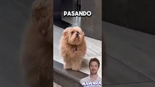 Perrito escucha al veterinario y corre!