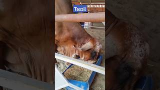 Ox at Gosala Mayapur 🐂🐄☘️🎯 #Ox #Cow #Straw #Iskcon #Gosala #Mayapur #YtShorts #Viral #Trending