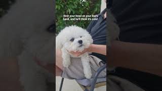 #daddysgirl #dog #bichon #shorts #short #shortvideo #youtubeshorts #youtubevideo #youtube #pets