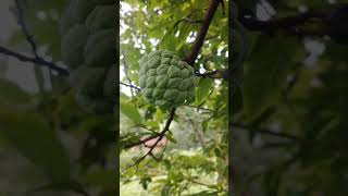 viral video of nature. tree of custured apple #food # nature #viral #bestvideos