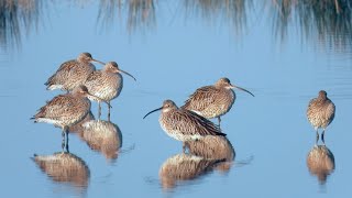 Goldcliff Birding Early March '22