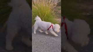 Sunset walk! #shorts #youtube #youtubeshorts #shortsvideo #youtubevideo #short #shortvideo #dog #pet