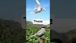 Migration of Arctic Terns #shorts #facts #bird #birds #birdslover #migration #arctic #tern  #animals