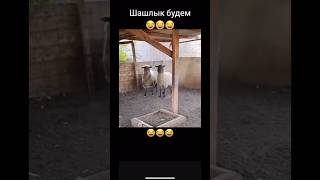 Салют бараны, шашлык будем?😂😂🤣🤣🤣🤣🤣