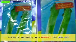 hạt giống cải thảo hỏa tiễn nhập khẩu thái lan nguyên bao bì ai cần liên hệ 0978426812