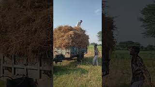 #farming #wheat #farmlife #farmland #trending #viralvideo #viralshorts #yuotubeshorts #shortvideo