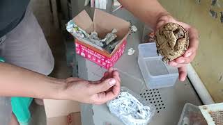 unboxing kura2  pardalis 8cm #sulcata #pardalis #hobby #peliharaan #devanmrf #unboxing #adopsi #fyp