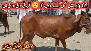 Low And Middle Prices 2 Teeth Cows For Qurbani || My Life Channel