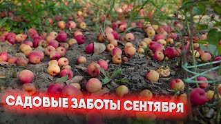 Садовые заботы сентября